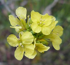 Brassica nigra flower